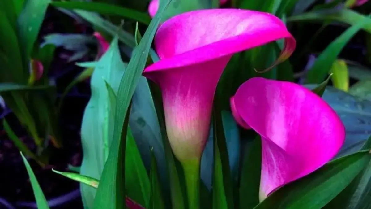 室内で育てているピンク色のカラーの花