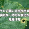 きゅうりの葉に黒っぽい斑点や穴状の症状が見られる様子。病気や一時的な変化を見極めるための観察ポイントを示した画像