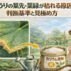 きゅうりの葉先や葉縁が枯れる症状の例と原因を見極めるための判断ポイント