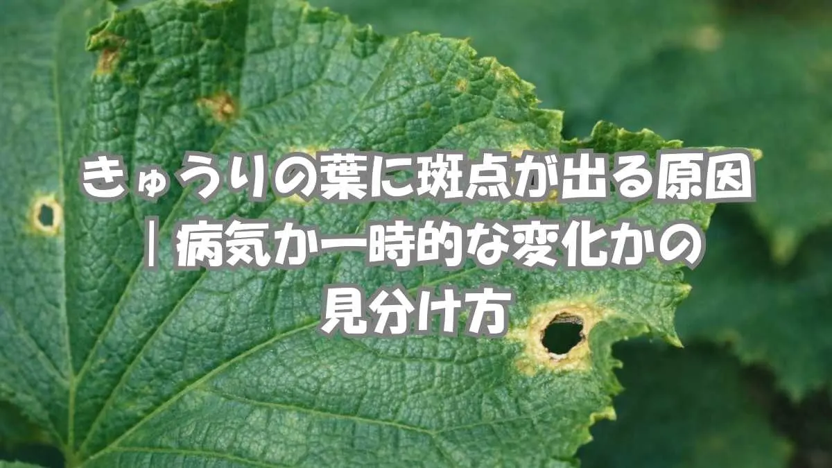 きゅうりの葉に黒っぽい斑点や穴状の症状が見られる様子。病気や一時的な変化を見極めるための観察ポイントを示した画像