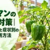 ピーマンの害虫対策を解説するアイキャッチ画像。家庭菜園で育つ緑色のピーマンと、拡大表示したアブラムシや害虫による果実の食害を紹介。