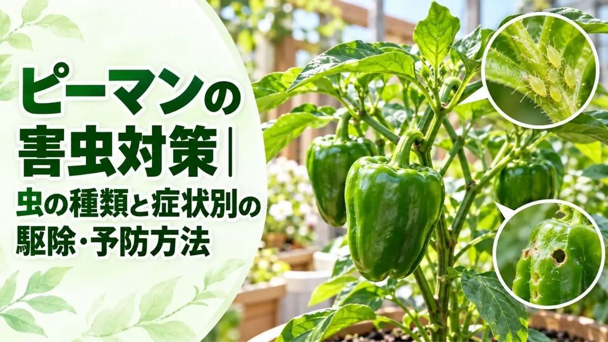 ピーマンの害虫対策を解説するアイキャッチ画像。家庭菜園で育つ緑色のピーマンと、拡大表示したアブラムシや害虫による果実の食害を紹介。