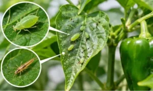 ピーマンの葉に集まる緑色のアブラムシと、拡大表示した小型害虫のイメージ画像。