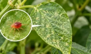 ハダニの吸汁被害をイメージした、白い斑点が広がるピーマンの葉とハダニの拡大画像。