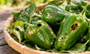 害虫の食害によって穴や傷ができた緑色のピーマンを、傷んだ葉と一緒に竹かごへ集めた様子。