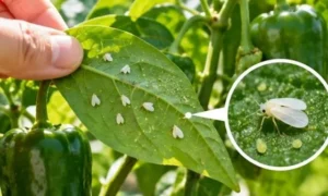 ピーマンの葉裏に付いた白いコナジラミと、害虫を拡大表示したイメージ画像。