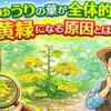 きゅうりの葉が全体的に黄緑になる原因と、生育状態から判断する見極めポイントを解説したアイキャッチ画像