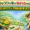 きゅうりの葉が枯れる原因を病気かどうかの視点で見分ける判断基準を解説した図解