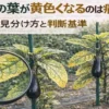 ナスの葉が黄色くなる原因を見分けるために、葉の色や状態を比較して観察している様子