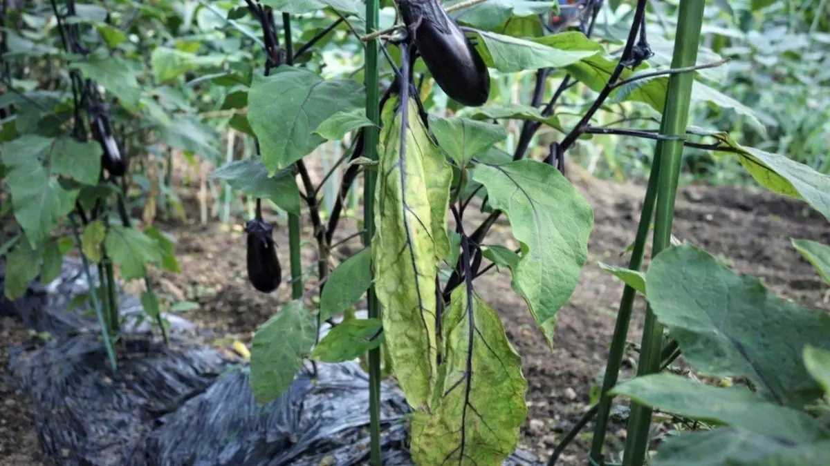 ナスの葉がしおれて下向きになっている様子を写した栽培中の実写写真