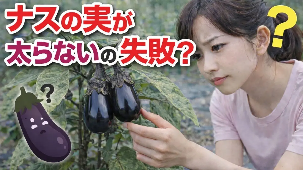 ナスの実が付いているのに太らず、様子見で判断している家庭菜園の様子