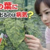 ナスの葉に斑点が出る症状を観察し、病気かどうか判断している様子