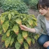 ピーマンの葉が黄色くなる症状を観察している日本人女性｜原因別の見分け方