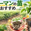 ピーマン苗のおすすめと選び方を解説する初心者向け家庭菜園ガイド