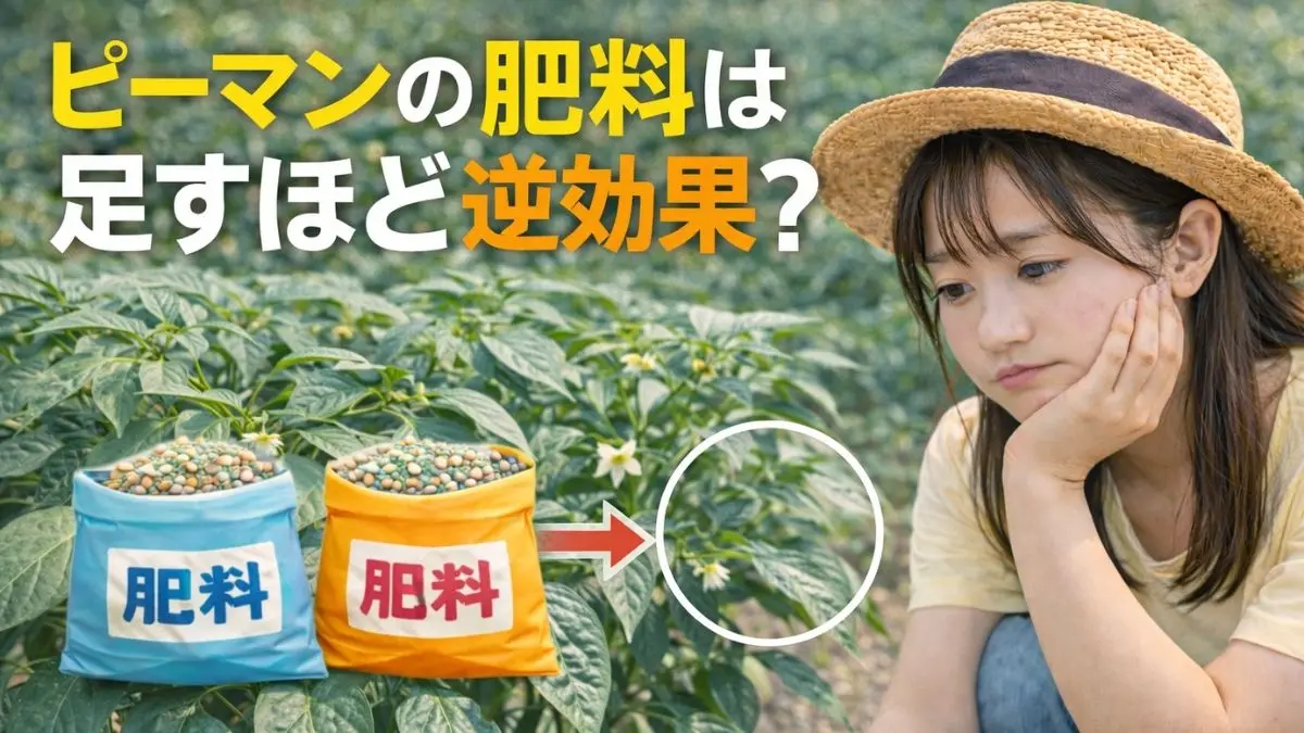 ピーマンの肥料は足しすぎると逆効果？追肥のやりすぎを防ぐ判断基準を解説する女性とピーマン株の様子