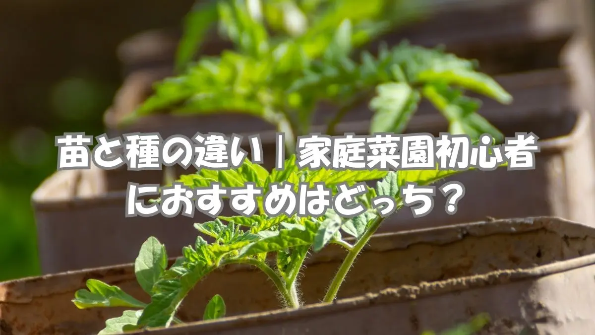 苗と種の違いを比較して家庭菜園を始める20代女性