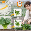 ほうれん草の収穫時期とサイズの目安を示した画像