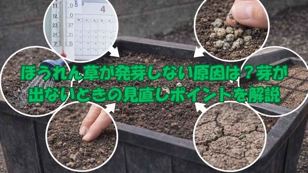 ほうれん草が発芽しない原因と見直しポイントの画像
