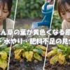 ほうれん草の葉が黄色くなる原因と見分け方の画像