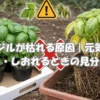 バジルが枯れる原因とは？元気な葉としおれた葉の違いが一目でわかる比較画像