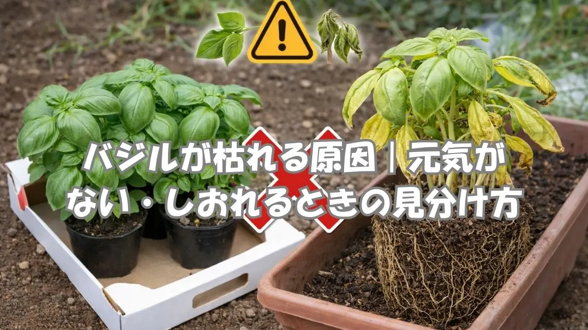 バジルが枯れる原因とは？元気な葉としおれた葉の違いが一目でわかる比較画像