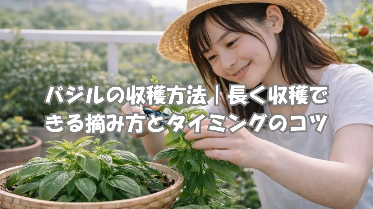 バジルの収穫方法｜初心者でもできる摘み方と収穫タイミング