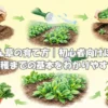 ほうれん草の育て方を初心者向けに種まき・水やり・間引き・収穫までまとめた画像