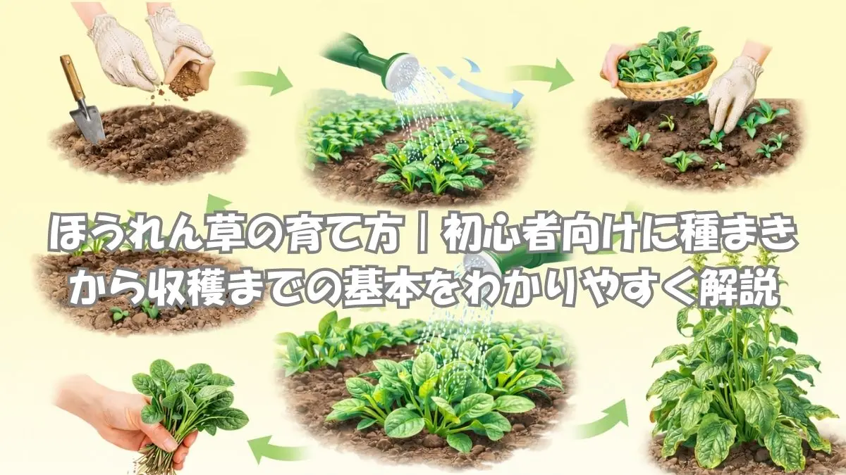 ほうれん草の育て方を初心者向けに種まき・水やり・間引き・収穫までまとめた画像