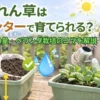 ベランダでほうれん草をプランター栽培する初心者向けイメージ