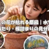 鉢植えの花が枯れる原因を確認する20代女性。水やり・日当たり・根詰まりの見分け方をイメージしたアイキャッチ画像