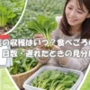 小松菜の収穫時期を確認する女性のイメージ画像。収穫サイズ・日数の目安・保存方法を考えるアイキャッチ