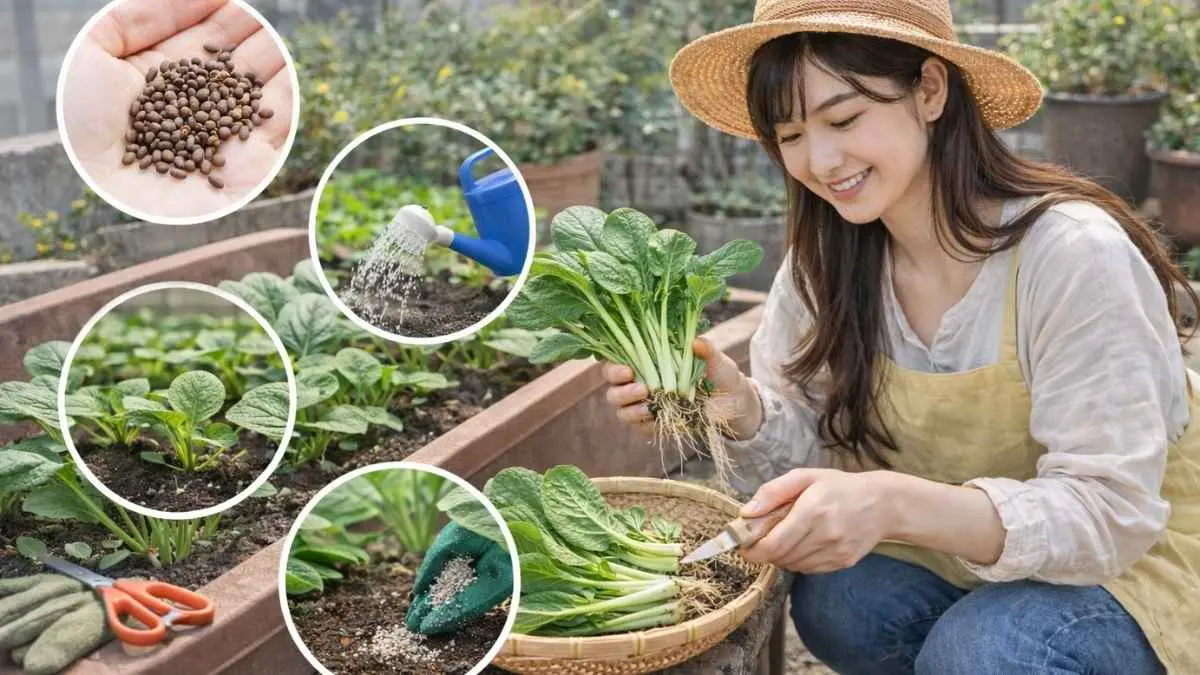 小松菜の育て方を初心者向けに解説するアイキャッチ画像。プランターで小松菜を収穫する若い女性と栽培の流れイメージ