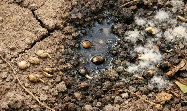 小松菜の種が発芽しない原因になる過湿とカビの状態 小松菜の種が発芽しない原因になる過湿とカビの状態