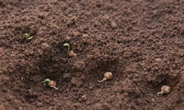 小松菜の種が発芽して芽が出始めた正常な状態 小松菜の種が発芽して芽が出始めた正常な状態