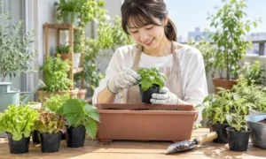 日本人女性が手袋を着けてバジルの苗を持ち、プランターと培養土、じょうろ、移植ごてを用意して家庭菜園の植え付け準備をする様子。