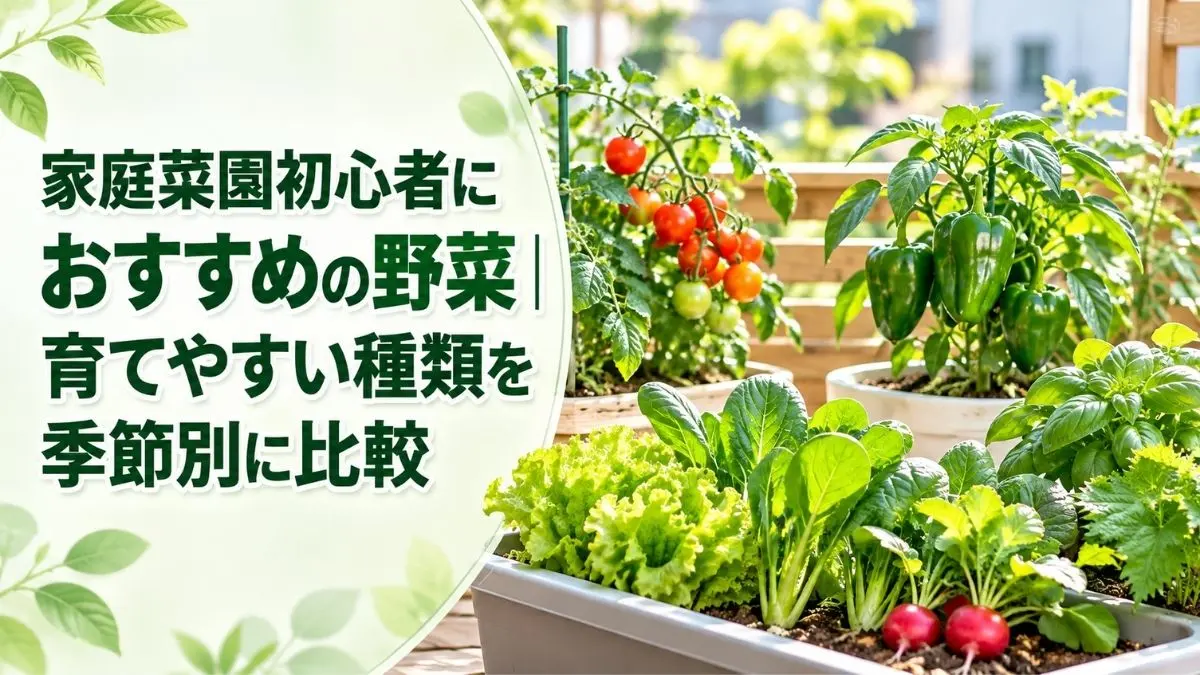 家庭菜園初心者におすすめのミニトマト、ピーマン、葉物野菜、ラディッシュをプランターで育て、季節別に育てやすい野菜を紹介するアイキャッチ画像。