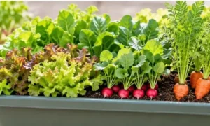 長方形の野菜用プランターで、緑や赤色のレタス、葉物野菜、赤いラディッシュ、ニンジンを育てているイメージ。
