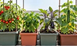 家庭菜園でミニトマト、ピーマン、ナス、キュウリをそれぞれ深型プランターに植え、支柱を使って育てている様子。