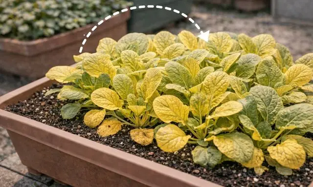 プランターで密集して育ち葉色が悪く見える小松菜