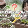 小松菜の肥料が必要か迷いながらプランター栽培の様子を見る日本人女性