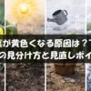 小松菜が黄色くなる原因を示すアイキャッチ画像。下葉の黄化、株全体の黄ばみ、水やりや寒さなどの見直しポイントを表現