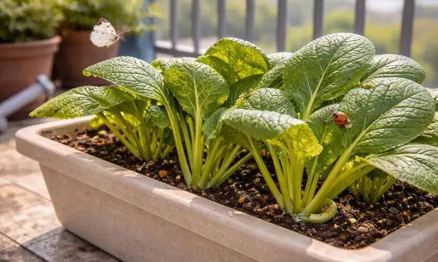 ベランダのプランターで育つ小松菜と虫が見られる様子
