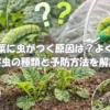 小松菜に虫がつく原因と害虫の種類、防虫ネットによる予防方法をイメージしたアイキャッチ画像