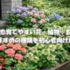 日陰でも育てやすい花や植物を玄関前や庭にまとめて植えたアイキャッチ画像
