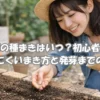 小松菜の種まき時期と初心者向けのまき方をイメージしたアイキャッチ画像