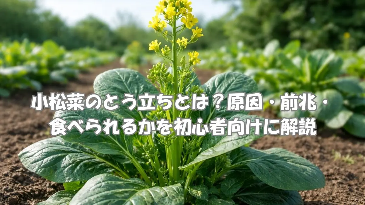 小松菜のとう立ちの状態（中心の茎が伸び花芽が出る様子）