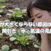 小松菜が大きくならない原因を確認するためにプランターの苗を見ている女性