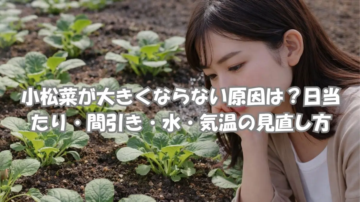 小松菜が大きくならない原因を確認するためにプランターの苗を見ている女性