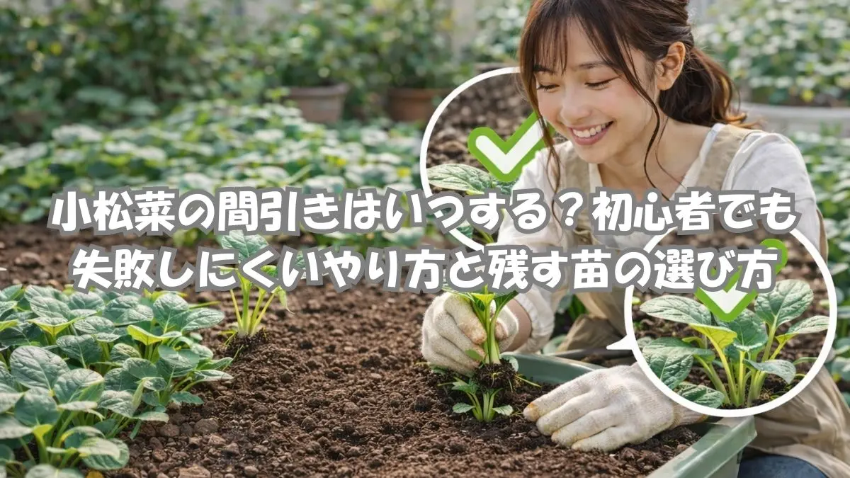 小松菜の間引き方法を初心者向けに解説するアイキャッチ画像。間引きのタイミングや残す苗の選び方がわかる栽培イメージ