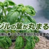 バジルの葉が丸まる原因｜内側に巻く症状のバジル株の様子